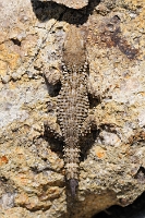 06228 Tarentola mauritanica (Geco comune)